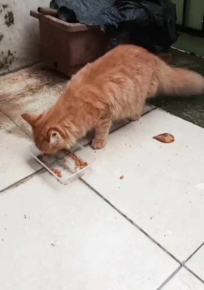 Kucing Kitten Persia