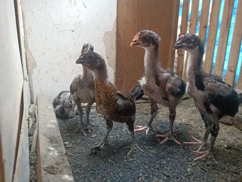 Ayam Pelung 5 Ekor