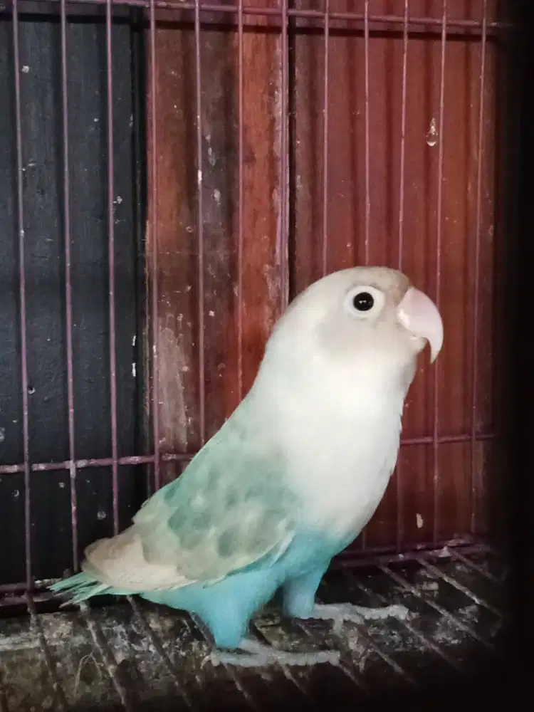 Burung loveBird Remaja