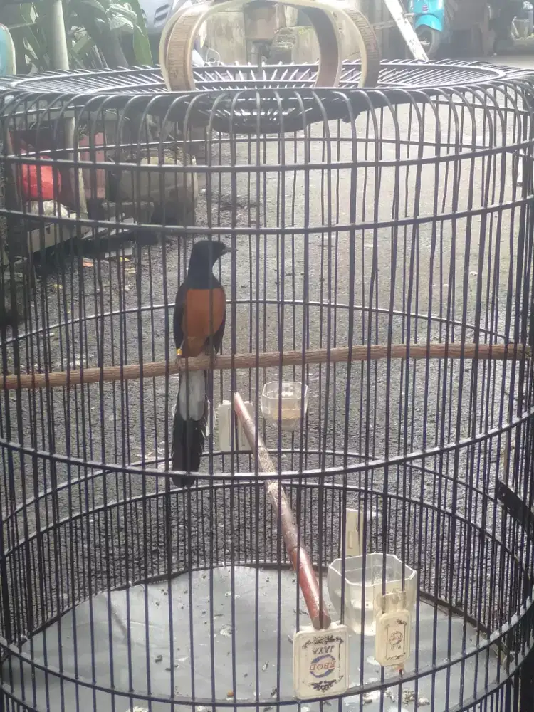 Burung murai batu medan