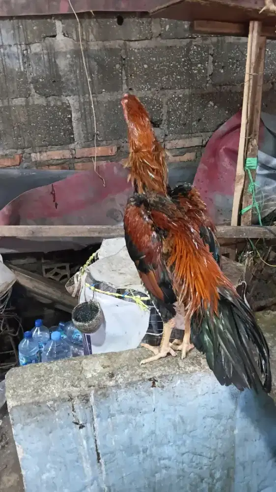 Di Jantuk Jr gondang