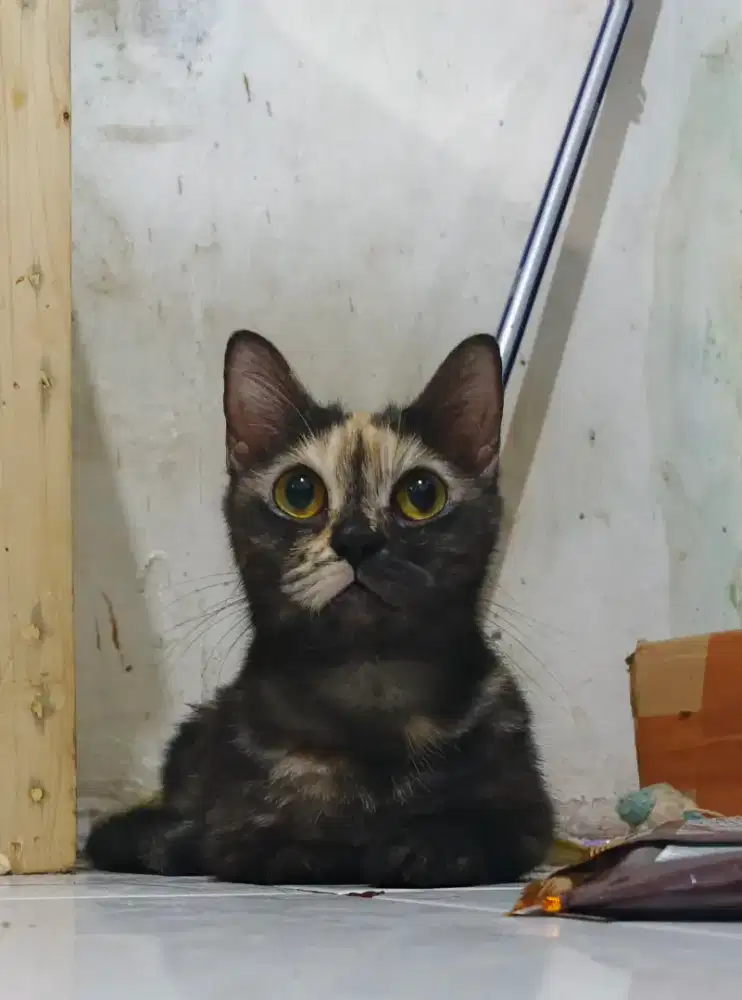 Munchkin mix BSH betina