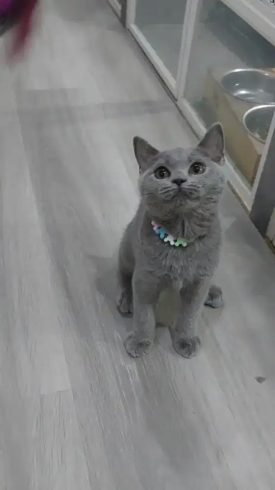 BSH JANTAN 3,5 BULAN