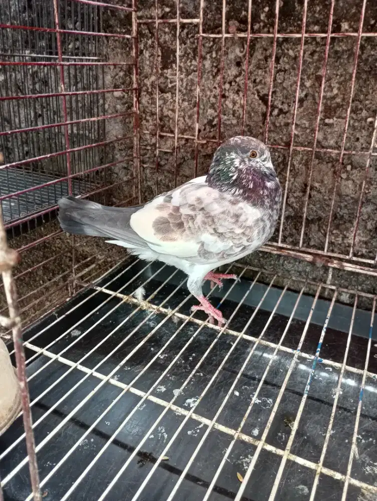 Merpati Pos Warna Blorok