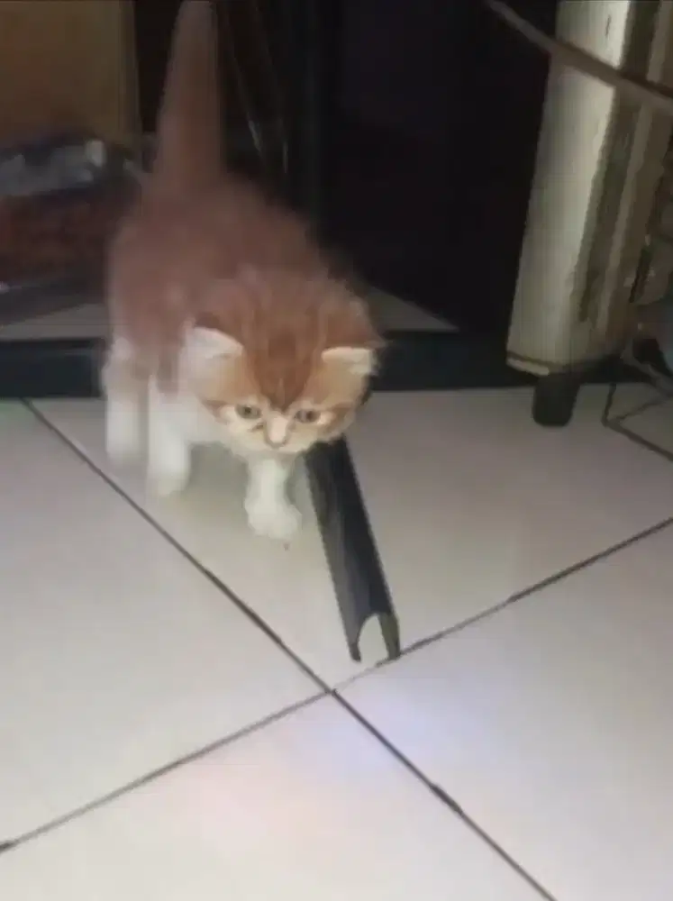 Kitten peaknose x flatnose jantan