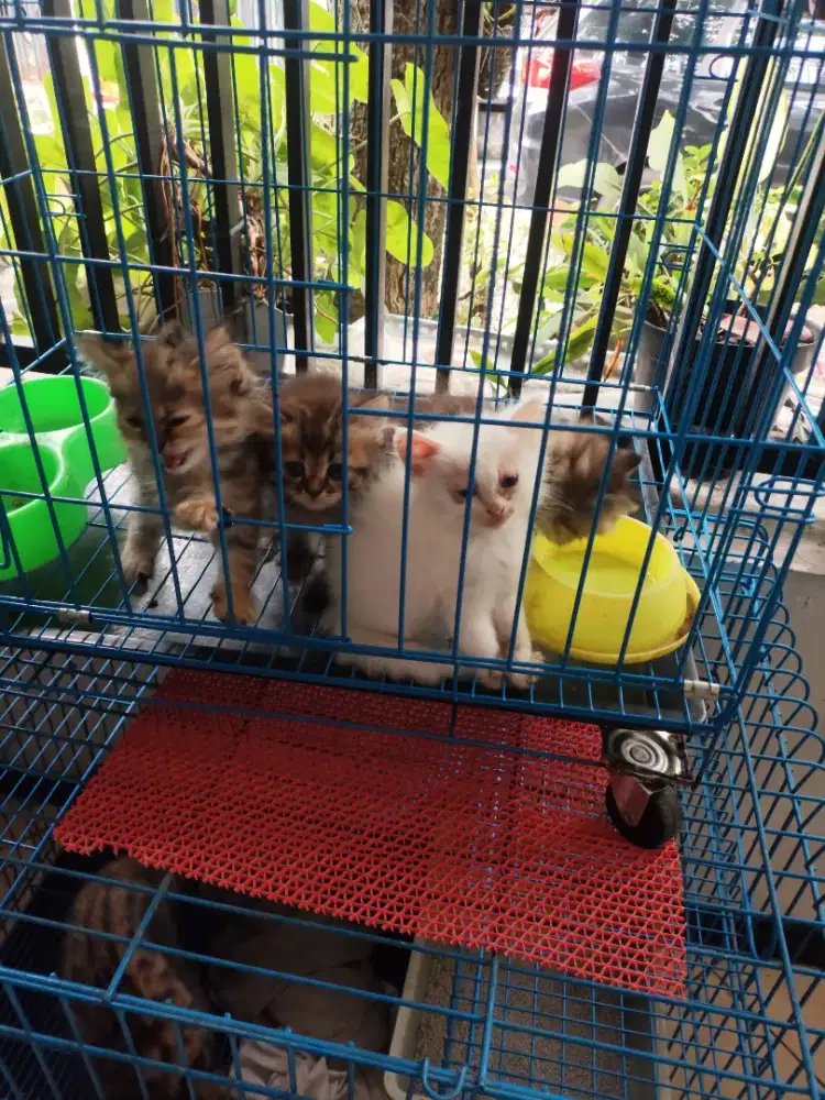 Anakan kucing Persia