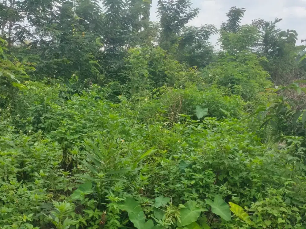 DIJUAL TANAH DI GONDANGREJO DEKAT RING ROAD