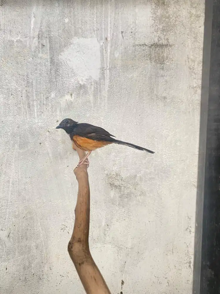 Betina Murai (Produktif)