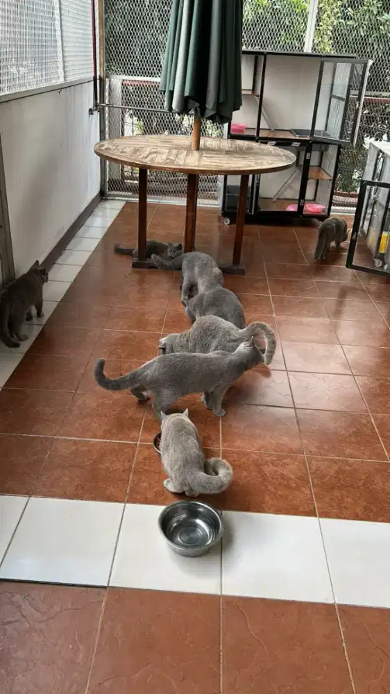 Dibutuhkan ART WANITA Menginap