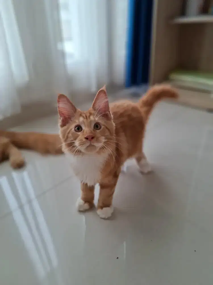 Kitten mainecoon