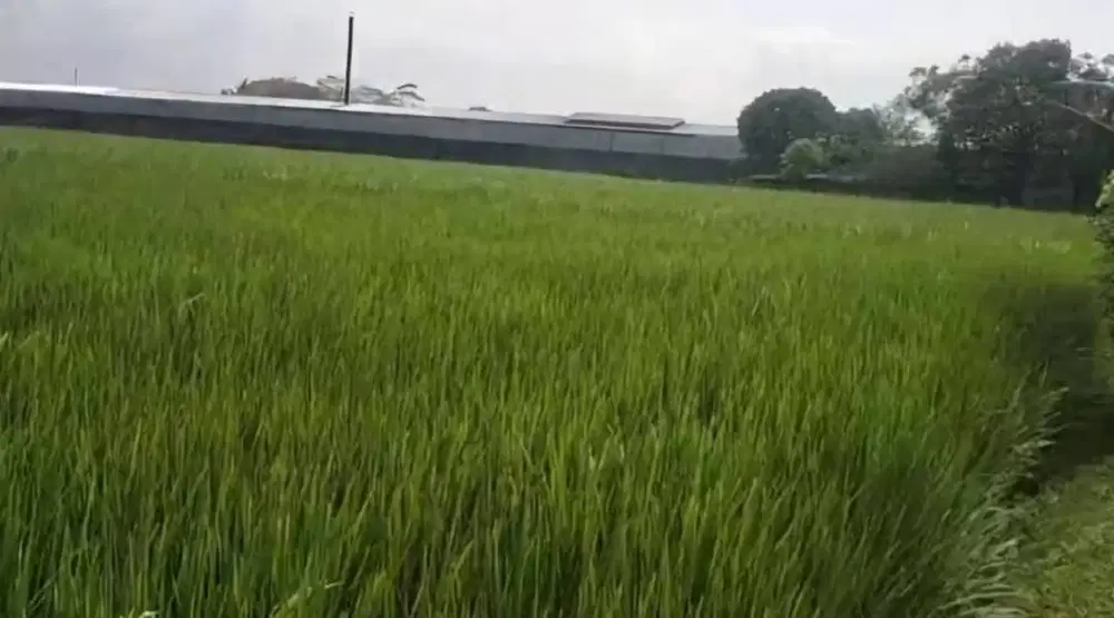 Dijual cepat tanah sawah (8250 m2) di Kawasan Berkembang Bandung
