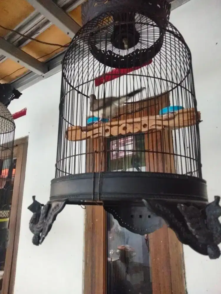 Perkutut Bangkok jual rugi/burja