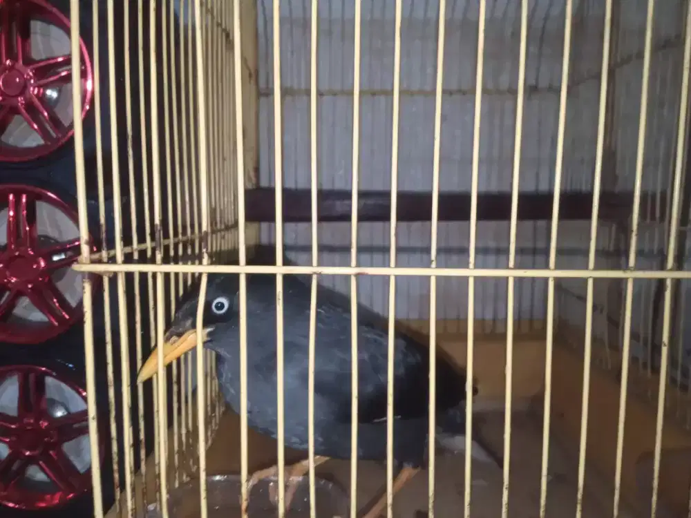 Burung jalak kebo mata putih