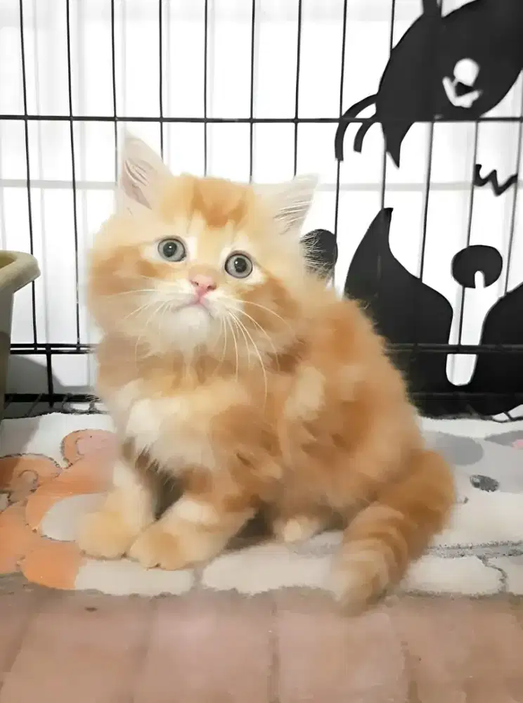 Kucing persia jantan