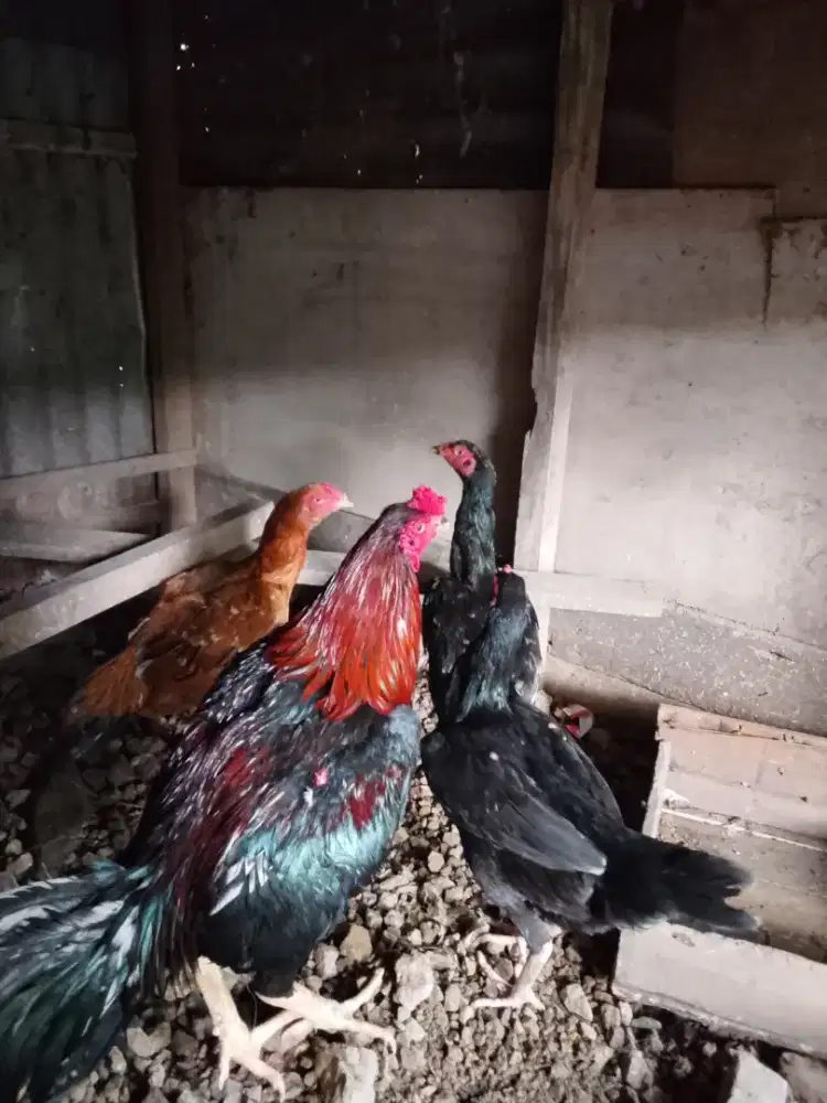 Jual ayam pakoy yg minat langsung Jepri