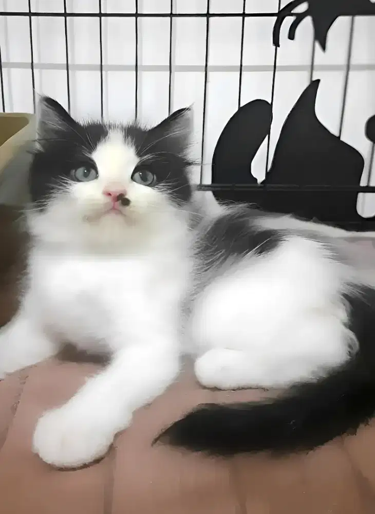 Kucing persia Jantan