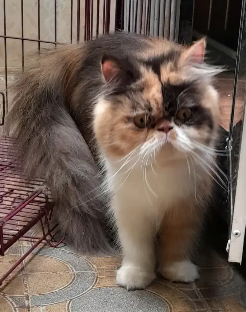 Kucing persia betina