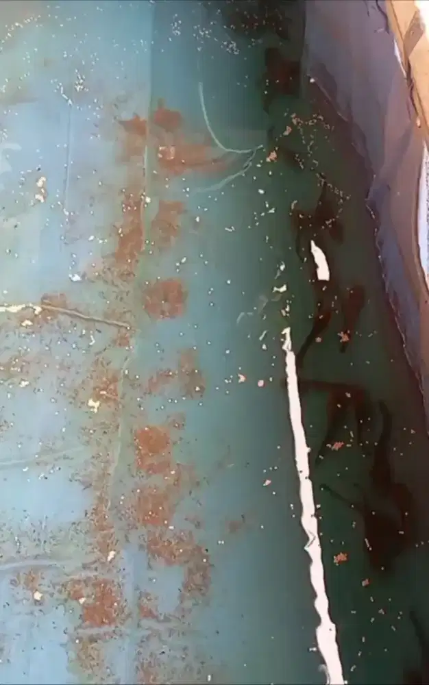 SUPER MURAH ! Angkut semua 6 ekor Ikan betok besar thailand !