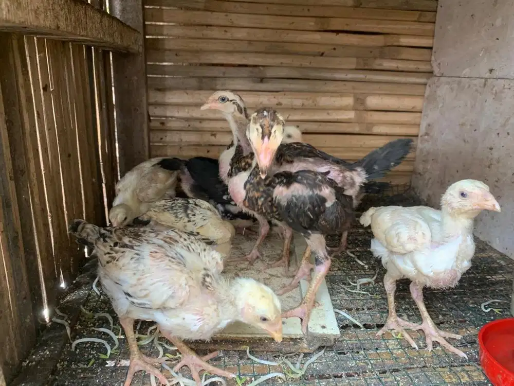 Anak ayam bangkok