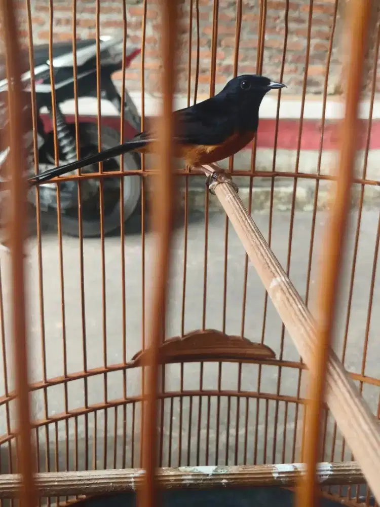 Murai batu rajin bunyi