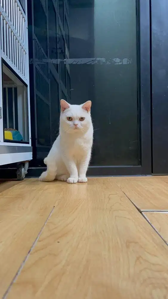 British Shorthair (BSH) White Solid