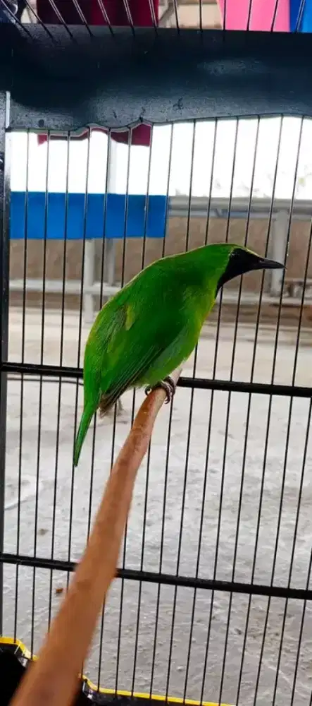 Burung banyuwangi mulus