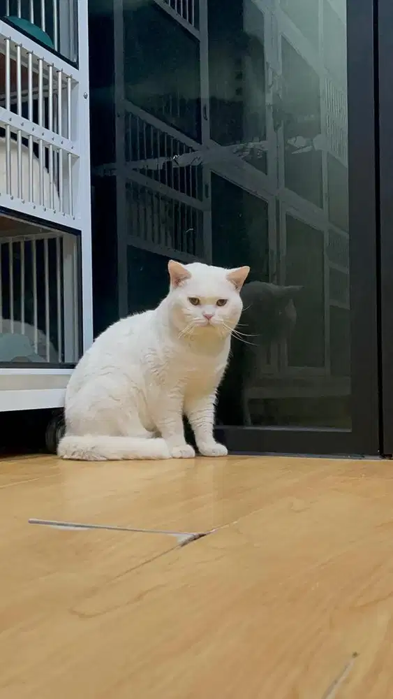 British Shorthair (BSH) White Solid