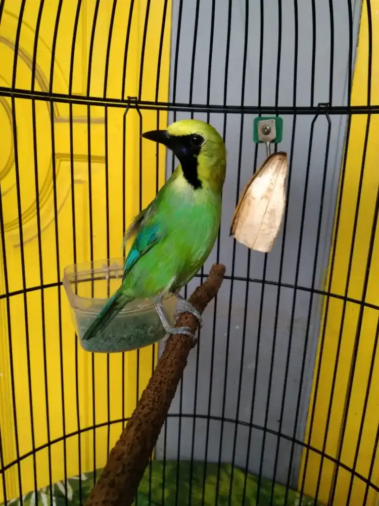 Burung kutilang gacor