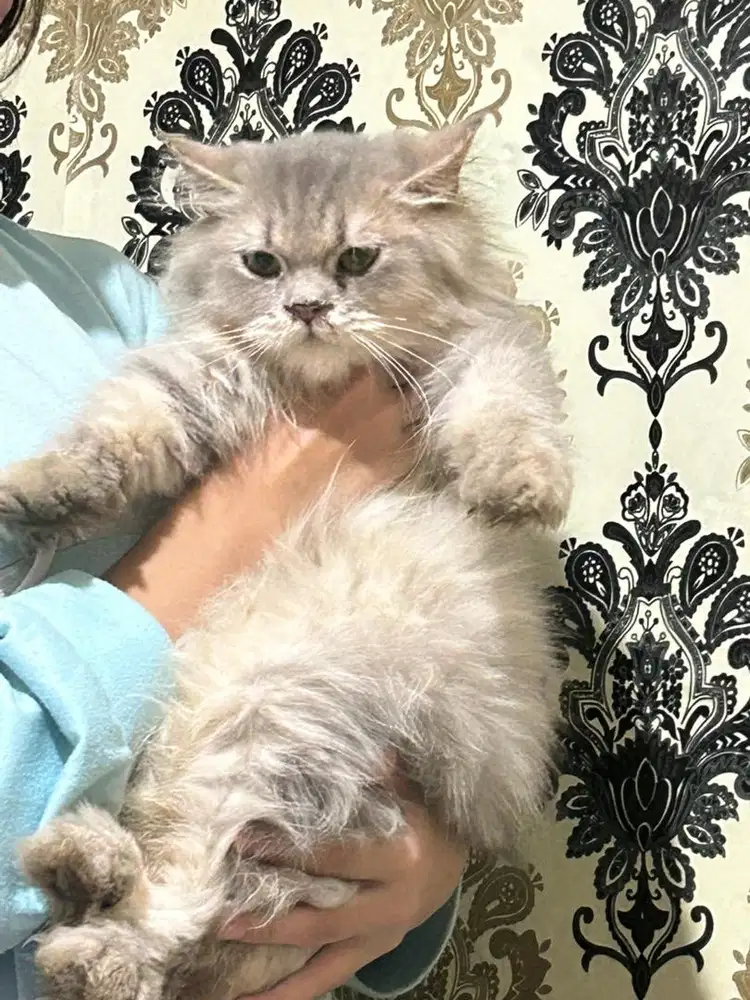 KUCING PERSIA JANTAN