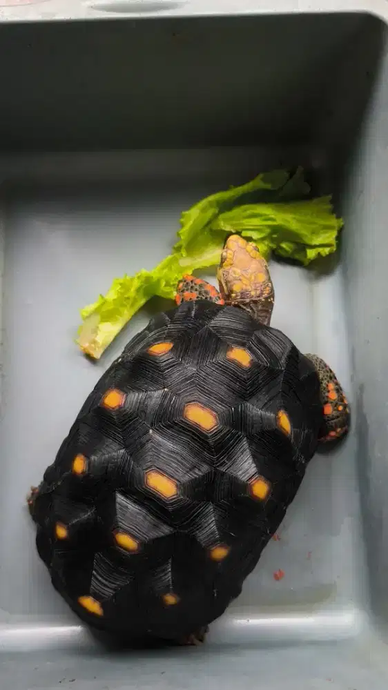 Kura Kura Darat Red Foot Besar Cakep