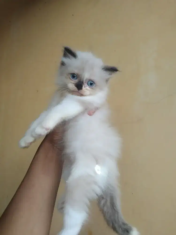 Ragdol jantan 2 bulan mata biru