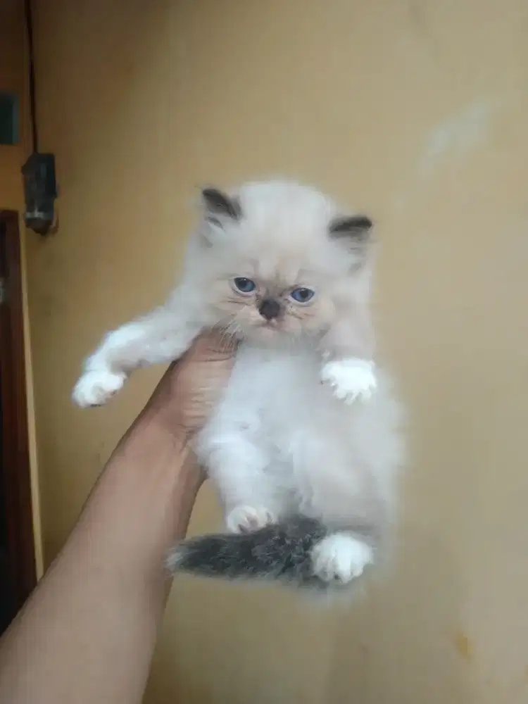 Ragdol betina usia 2 bulan