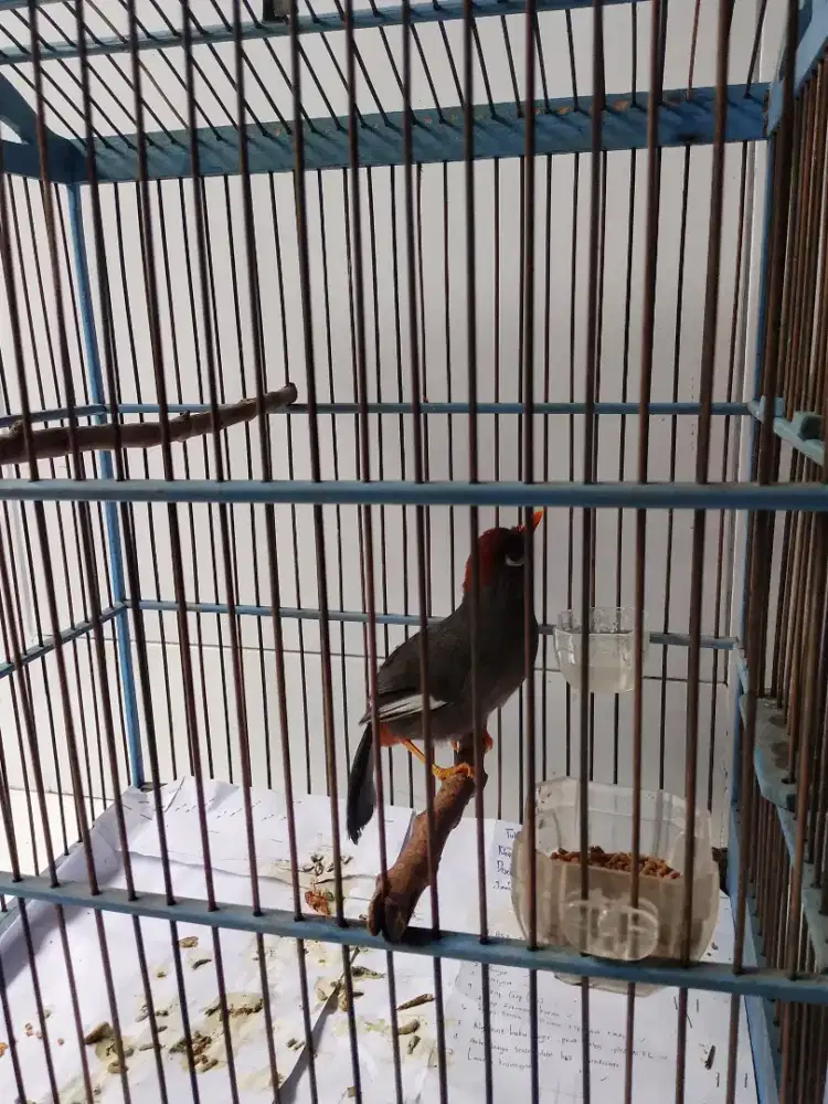 Poksay Mandarin plus kurung