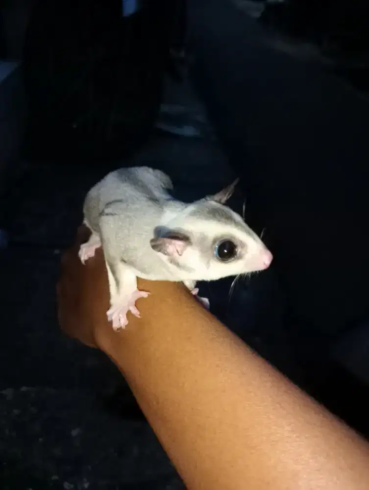 Sugar glider moza sehat bisa bahasa getmany