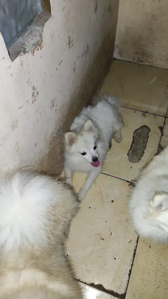 Jual Anjing Pomeranian (Pom-Pom)