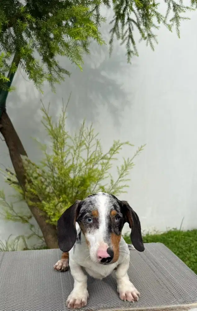 White Dapple Tekel / Dachshund