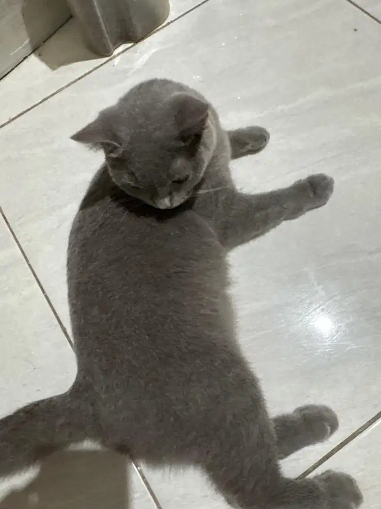 Bsh blue solid usia 14bulan betina