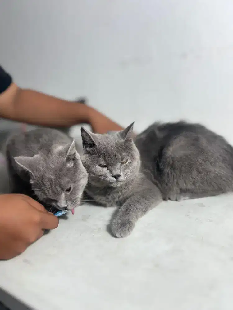 Dijual kucing British shorthair sepasang, umur 6 bulan, persia