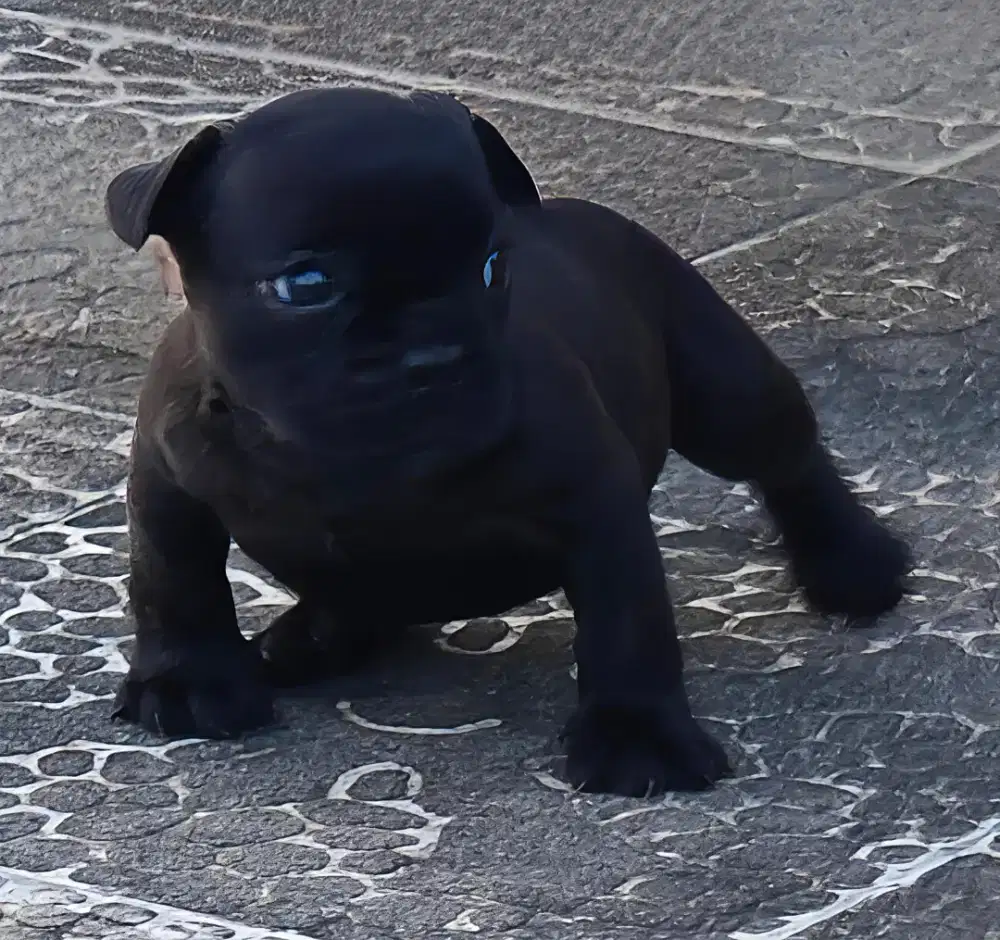 American Bully exotic super mini