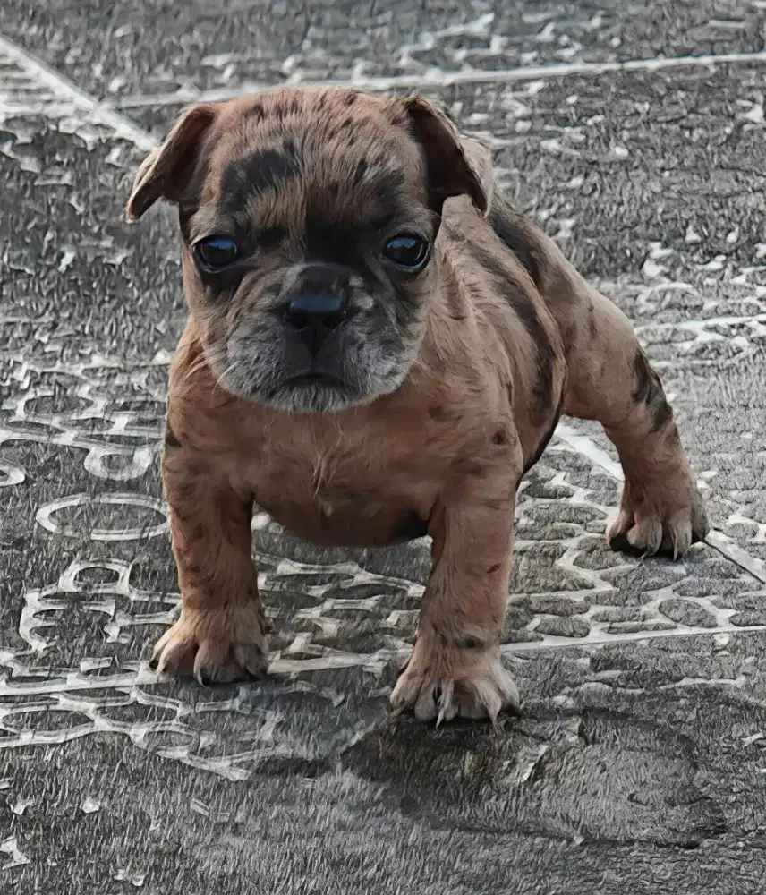 American Bully exotic super mini