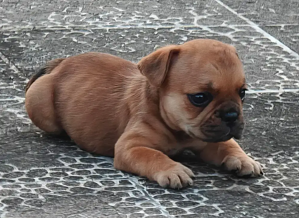 American Bully exotic super mini