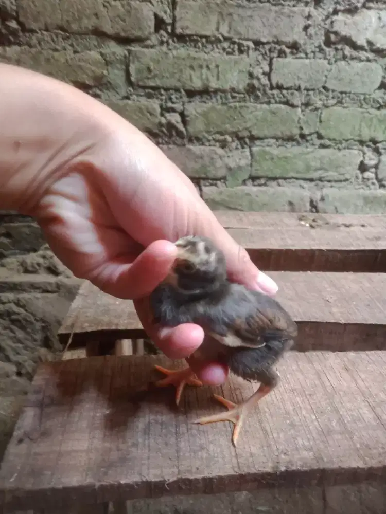 Anak ayam satria sinekti 2 ekor Monggo line petarung jos