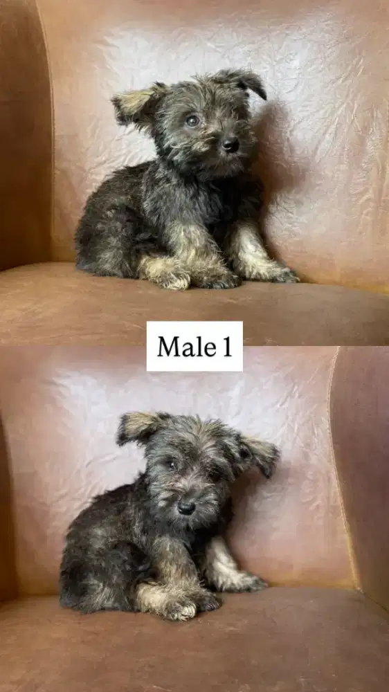 Mini Schnauzer Asli