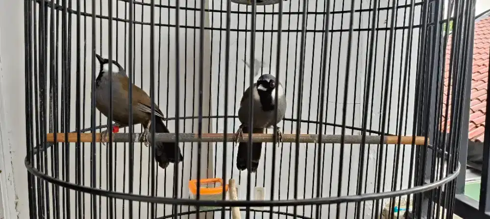 Poksay Hongkong sepasang yang mau ternak