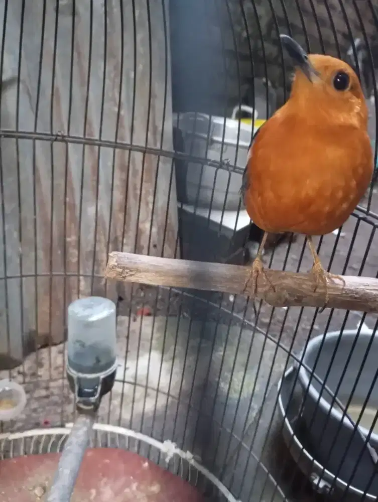 Burung Anis merah KTP asli gunungkidul