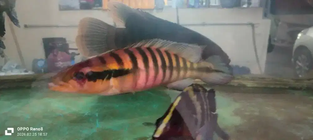 Ikan crenicichla Joanna joana