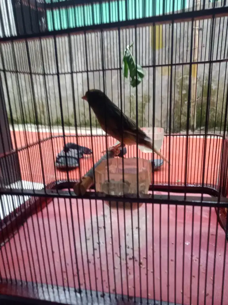 kenari f1 postur gede panjang