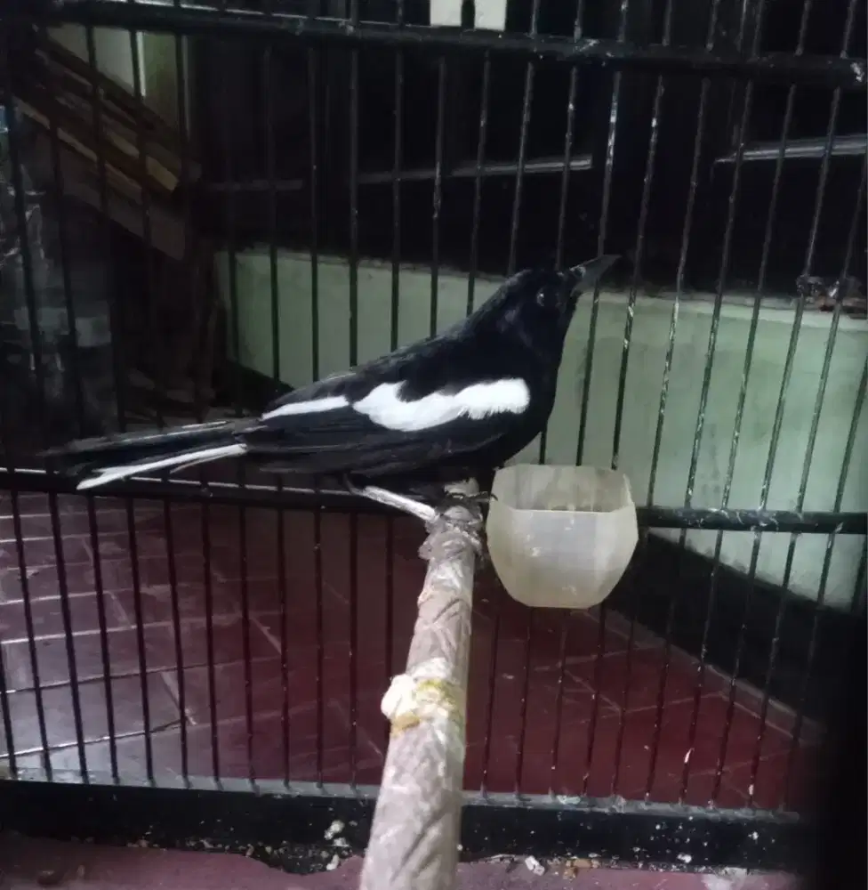 kacer dada hitam.jatim