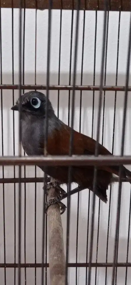 Burung Poksay Mantel kicau