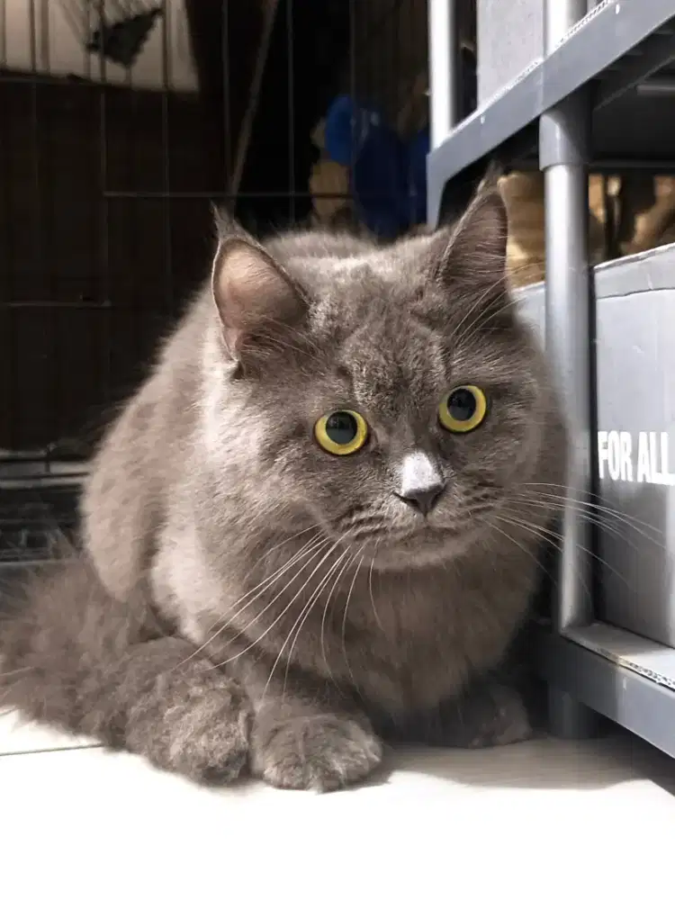 BSH Mix Dom Betina Banyak Bonus